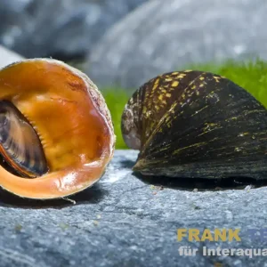 Jetzt Bestellen Red Lips Rennschnecke, Neritina violacea